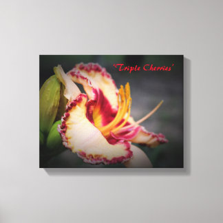 ‘Triple Cherries’ Daylily Art Canvas Print