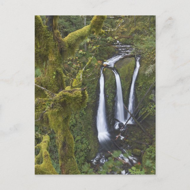 Triple Falls, Columbia River Gorge Postcard (Front)