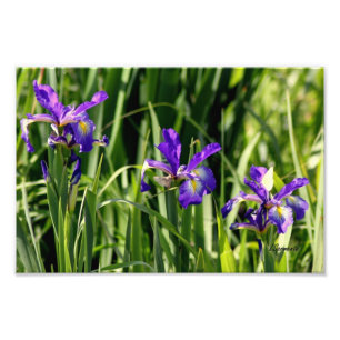 Triple purple  irises photo art print