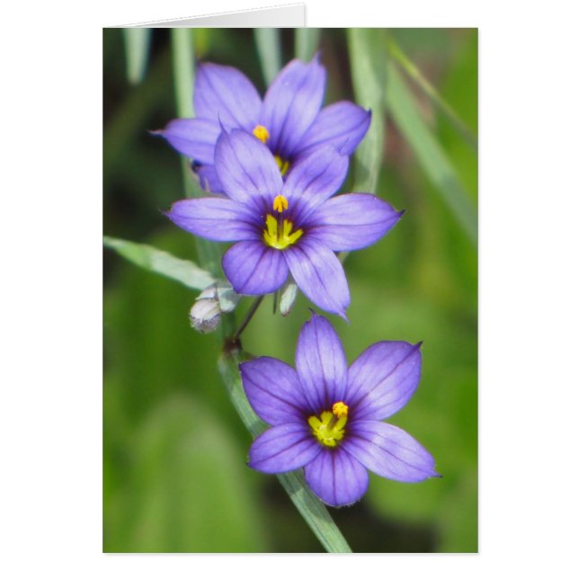 triple violet (Devant)