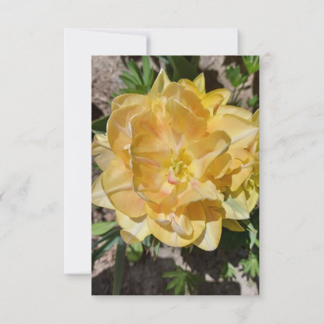 Triple yellow tulip flower blank card (Front)