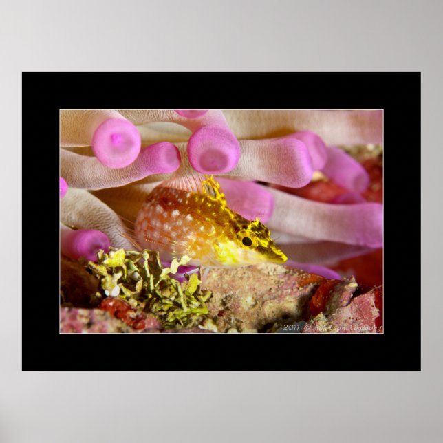 Triplefin Blenny Poster (Front)