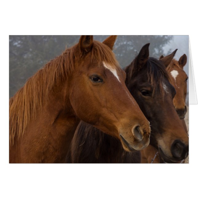 Triplets de chevaux (Devant horizontal)