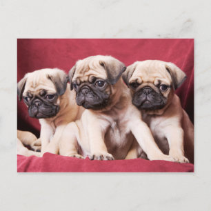 Triplets Pug Postcard