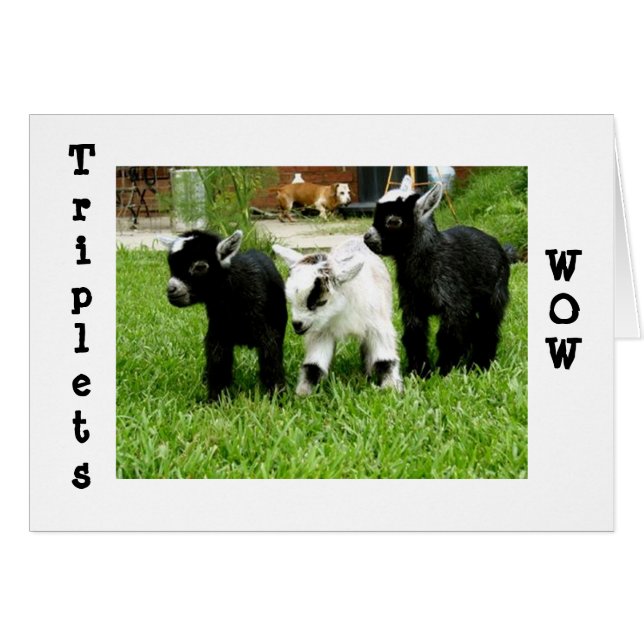 TRIPLETS=WOW=FANTASTIQUE (Devant horizontal)