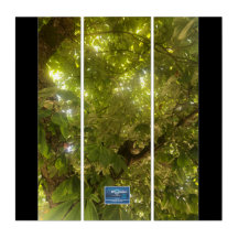 Triptych BL.(Sun Green Tree 1)RFPMDesigns©️2021/24