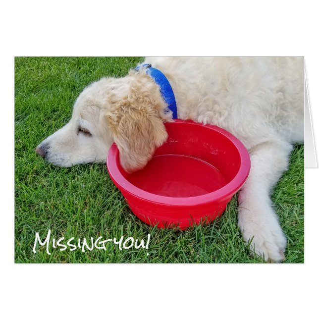 triste chien qui vous manque (Devant horizontal)