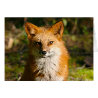 Trixie le renard