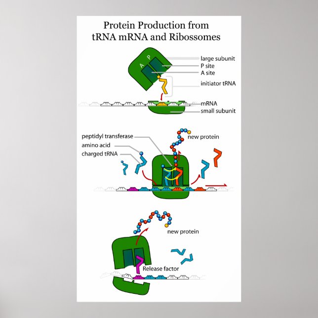 tRNA mRNA Ribosome Function in Protein Translation Poster (Front)
