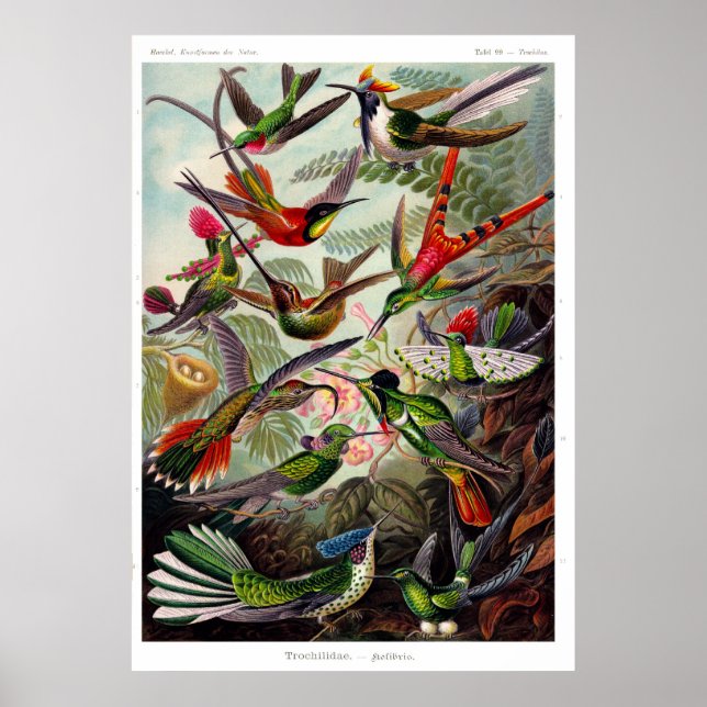 Trochilidae (Hummingbird) Poster (Front)