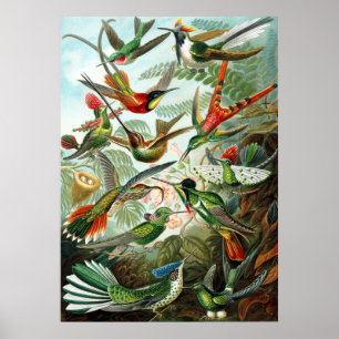 Trochilidae Hummingbirds, Ernst Haeckel Poster
