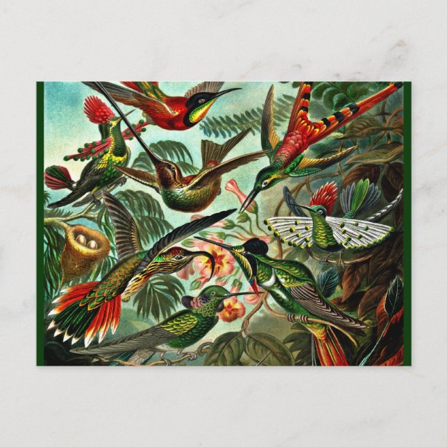 Trochilidae - Hummingbirds Postcard (Front)