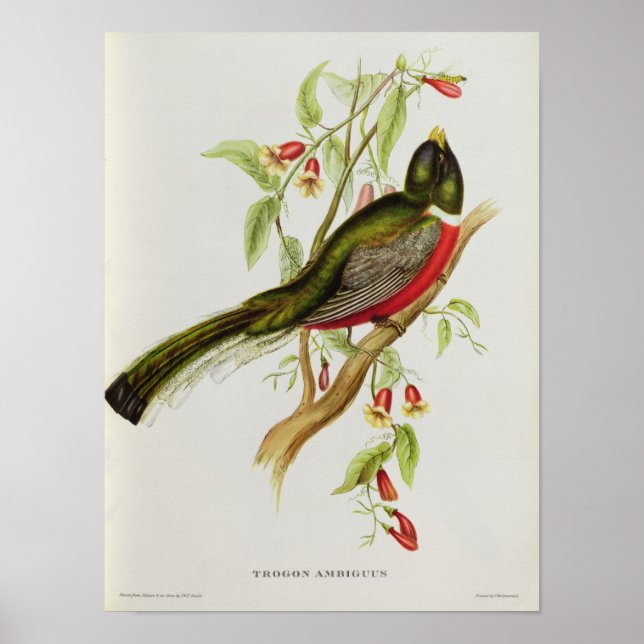 Trogon Ambiguus Poster (Front)