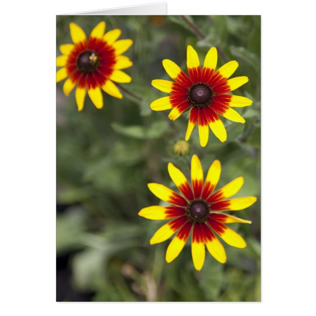 Trois amigos (Devant)