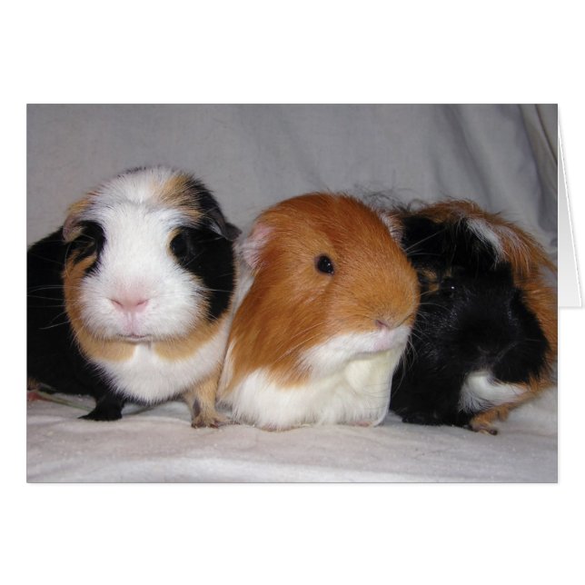 Trois amis (Devant horizontal)