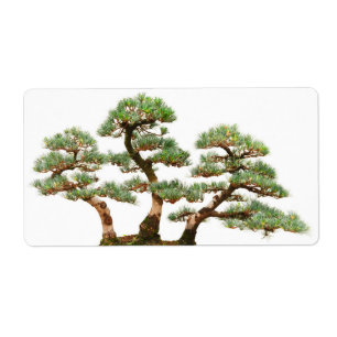 trois arbres de bonsaïs de pin