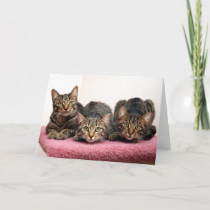 Trois cartes d'Amigo