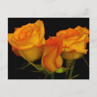 Trois cartes postales Roses