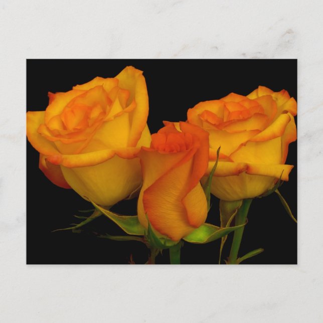 Trois cartes postales Roses (Devant)