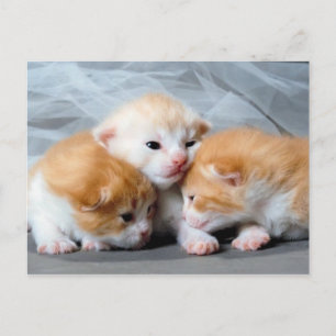 Trois chatons mignon carte postale photo