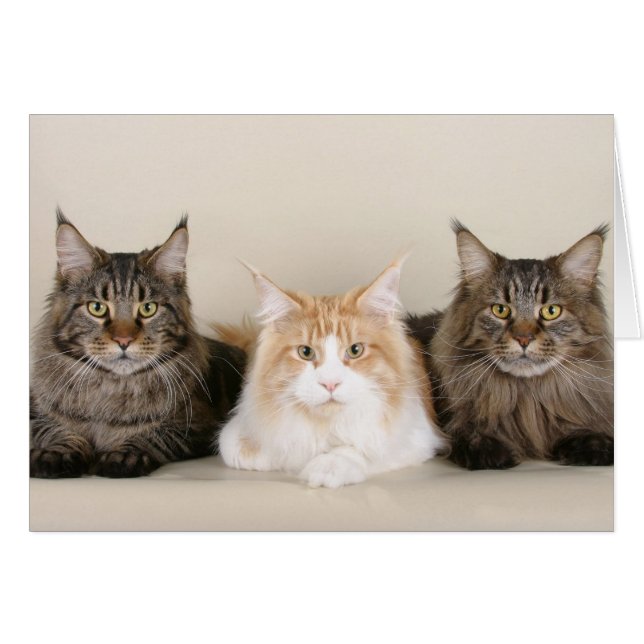Trois chats à coon du Maine (Devant horizontal)