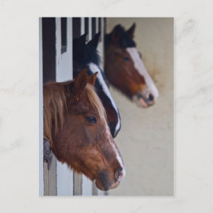 Trois chevaux dans la carte postale
