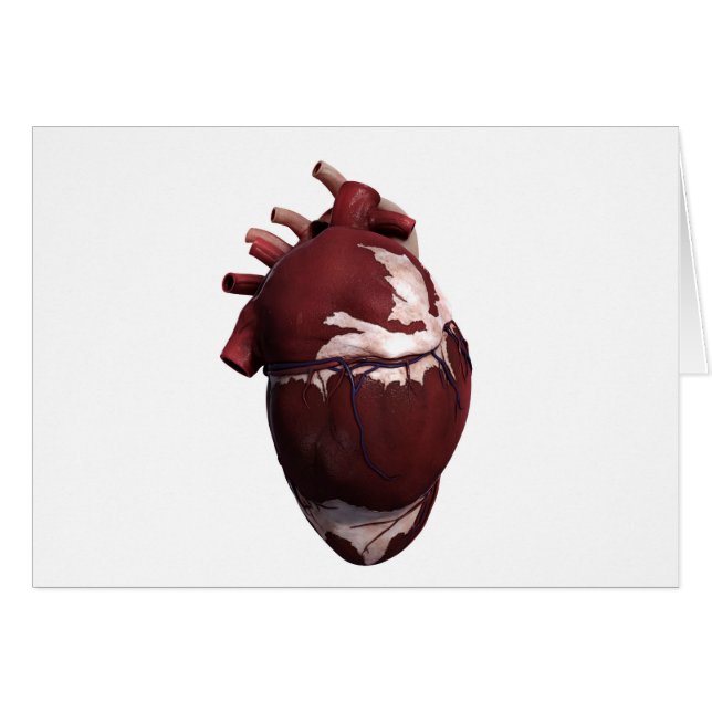 Trois Dimensions Du Coeur Humain, Côté Gauche (Devant horizontal)