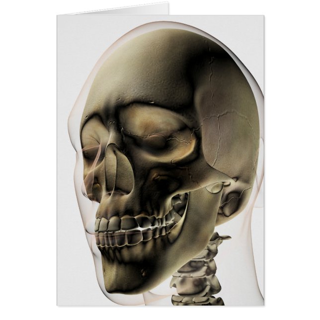 Trois Dimensions Du Crâne Humain Et Des Dents (Devant)