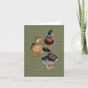 Trois drôles de canards sauvages Carte de voeux pl