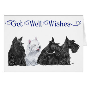 Trois Ecosse et un Westin