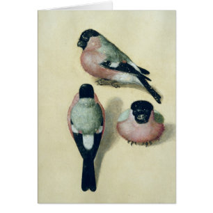 Trois études d'un bouvreuil