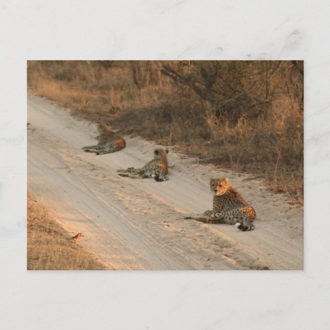 Trois guépards sur Dirt Road à Sunrise - Carte pos (Devant)