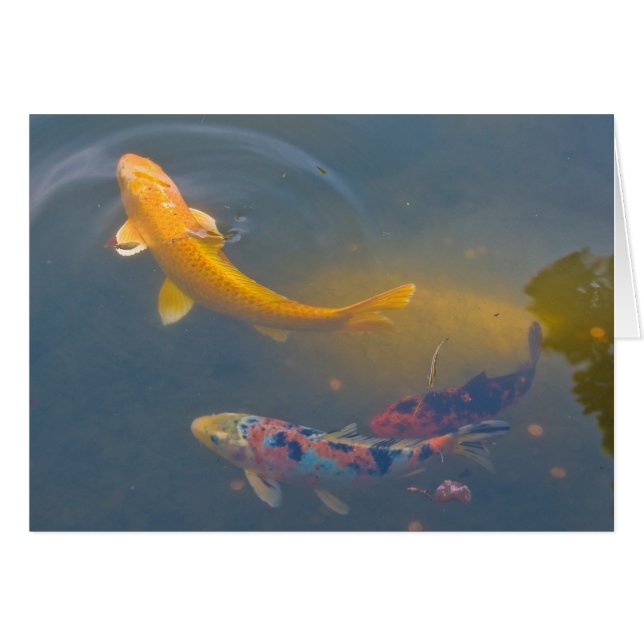 Trois Koi (Devant Horizontal)