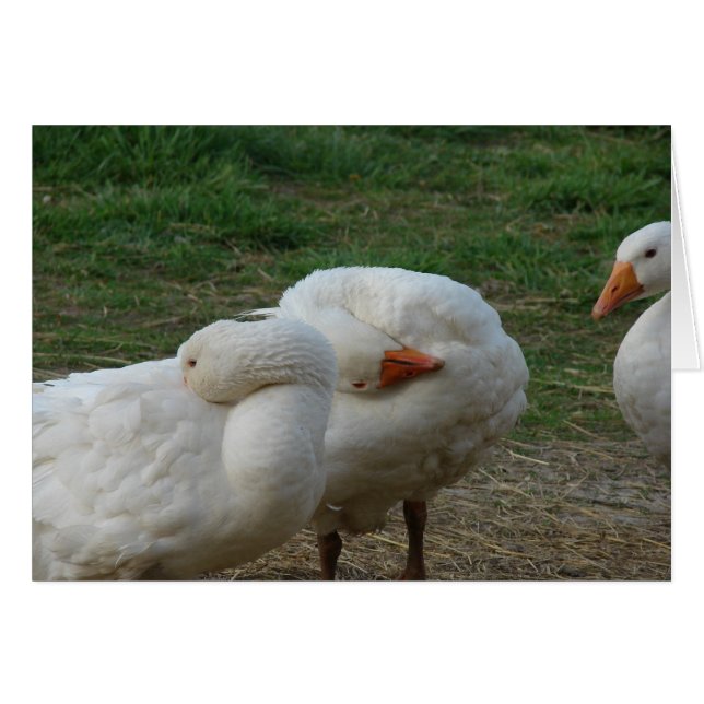 Trois oies (Devant horizontal)