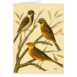 Trois oiseaux domestiques perchés sur une branche