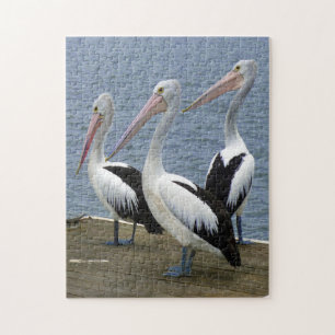 Trois pélicans au puzzle photo