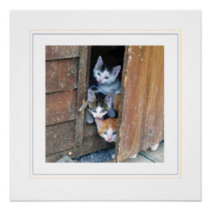 Trois Petits Chatons Photographie Poster brillant
