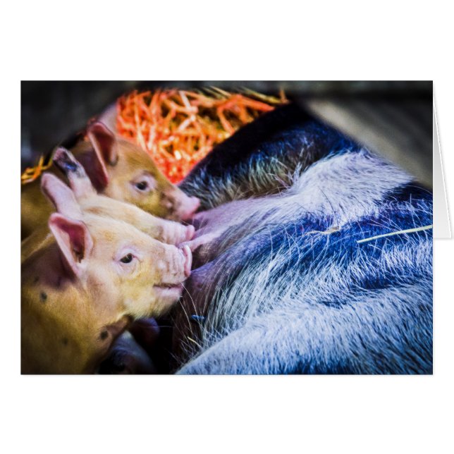 Trois petits cochons (Devant horizontal)