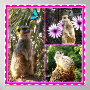 Trois photos de Meerkat, Poster