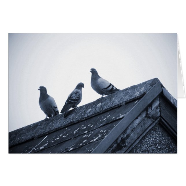 Trois pigeons sur un toit (Devant horizontal)