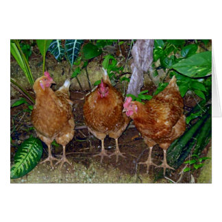 Trois poules