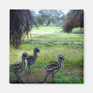 Trois Poussins Emu Fuzzy Baby, Aimant Frigo