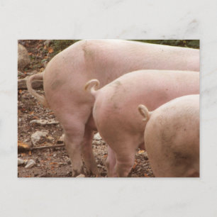 Trois queues de cochons bouclés Carte postale