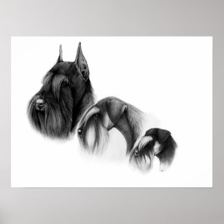 Trois tailles de schnauzers POSTER