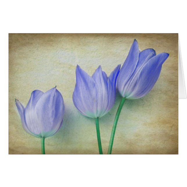 Trois Tulipes Bleues (Devant horizontal)