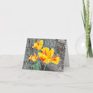 Trois Tulipes Jaunes Séquel / Plié