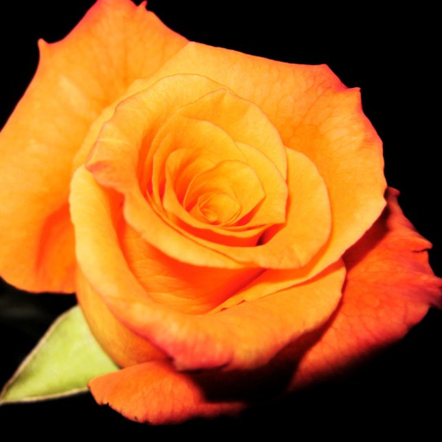 Trois Volets Carte de voeux Rose orange vif (Créateur téléchargé)