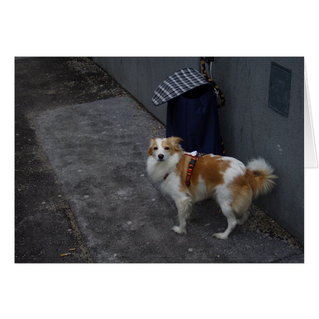 Trolley guard (Front Horizontal)