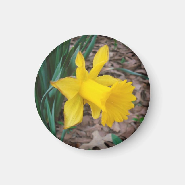 Trompette Daffodique Petit Aimant Rond (Devant)