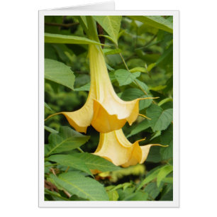 Trompette de l'ange jaune